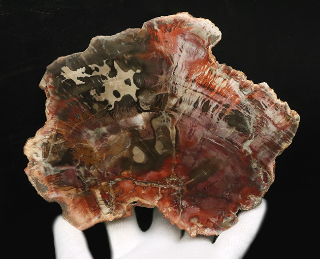 マダガスカル産の非常にカラフルな珪化木（Petrified Wood）！しかも両面ポリッシュ仕上げ！（その10）