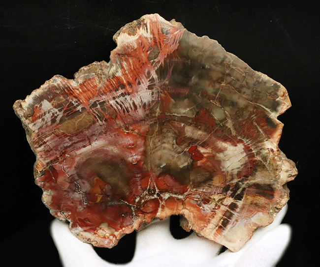 マダガスカル産の非常にカラフルな珪化木（Petrified Wood）！しかも両面ポリッシュ仕上げ！（その11）