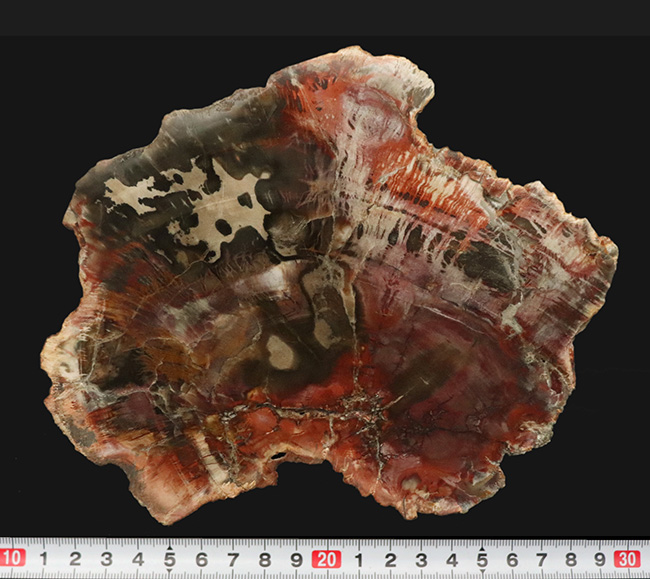 マダガスカル産の非常にカラフルな珪化木（Petrified Wood）！しかも両面ポリッシュ仕上げ！（その13）