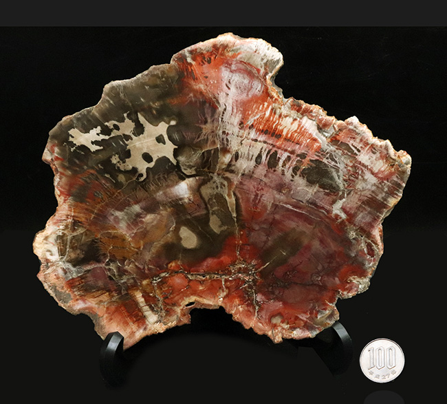 マダガスカル産の非常にカラフルな珪化木（Petrified Wood）！しかも両面ポリッシュ仕上げ！（その14）