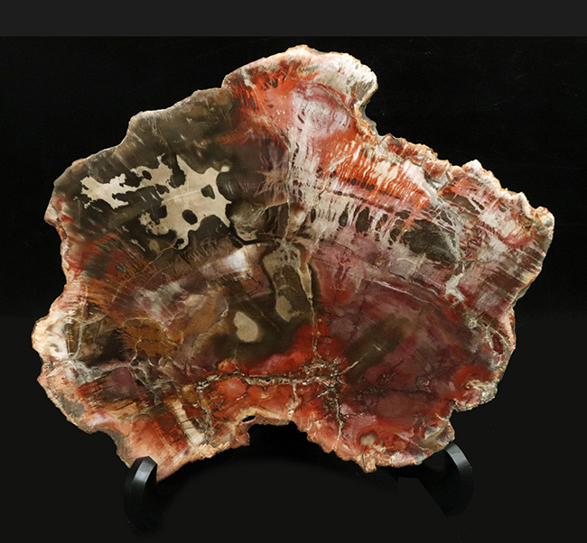 マダガスカル産の非常にカラフルな珪化木（Petrified Wood）！しかも両面ポリッシュ仕上げ！（その2）