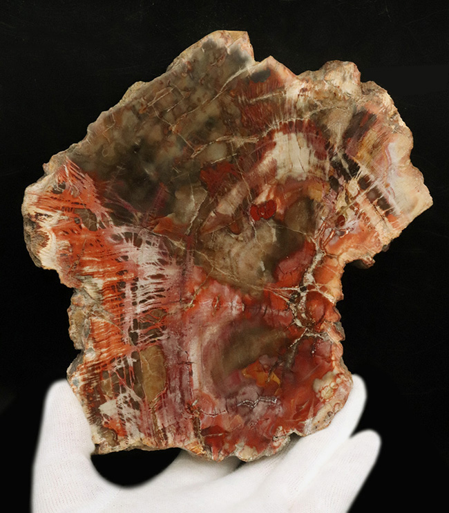 マダガスカル産の非常にカラフルな珪化木（Petrified Wood）！しかも両面ポリッシュ仕上げ！（その3）