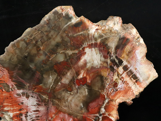 マダガスカル産の非常にカラフルな珪化木（Petrified Wood）！しかも両面ポリッシュ仕上げ！（その4）