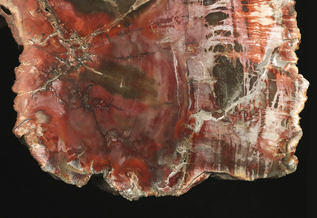 マダガスカル産の非常にカラフルな珪化木（Petrified Wood）！しかも両面ポリッシュ仕上げ！（その6）