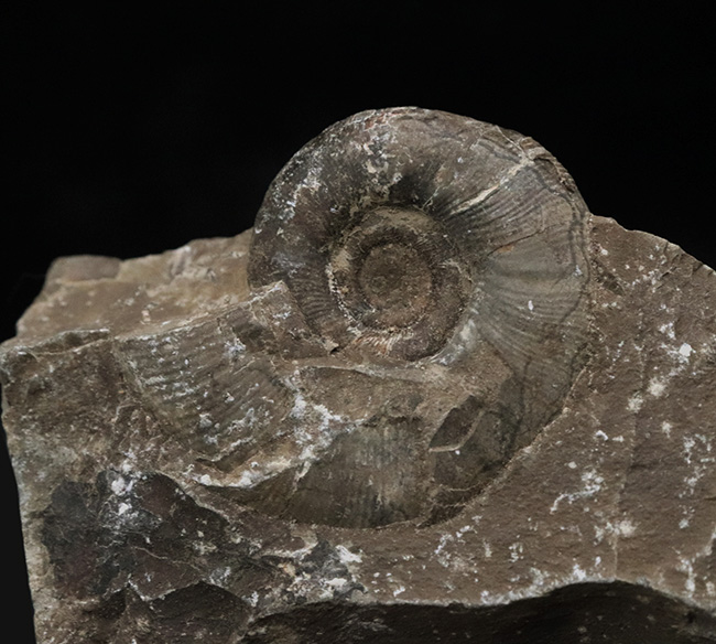 リーズナブルプライス！ナチュラルな趣を存分に備えた国産の母岩付きのアンモナイト（Ammonite）（その3）