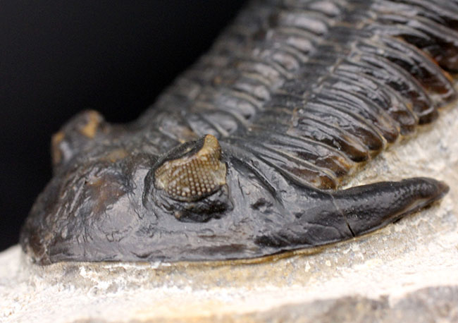 複眼の保存状態良好、三葉虫メタカンティナ（Metacanthina barrandei）。ファコプス目（その5）