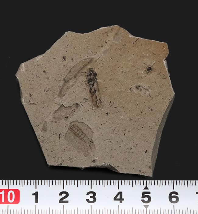 中国遼寧省産のジュラ紀の地層より採集された虫の化石（その8）