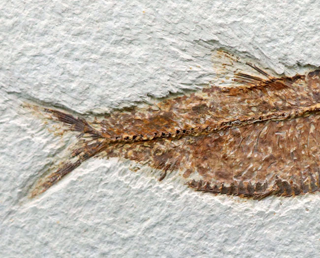 巨大な魚の化石　全長71㎝　重量7.4㎏　/　大型化石　古代魚