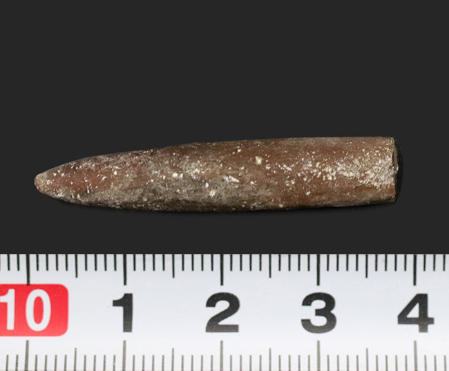 現世のイカによく似た生物、米国ニュージャージー州産ベレムナイト（Belemnite）の殻の化石 アンモナイト 販売