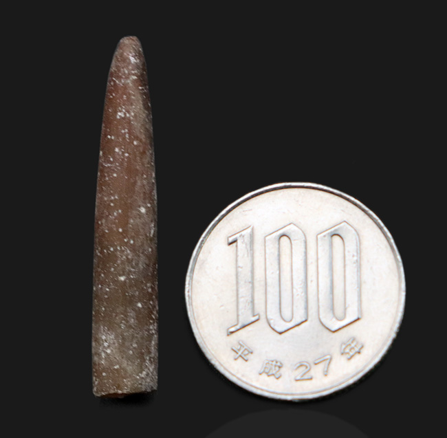 現世のイカによく似た生物、米国ニュージャージー州産ベレムナイト（Belemnite）の殻の化石 アンモナイト 販売