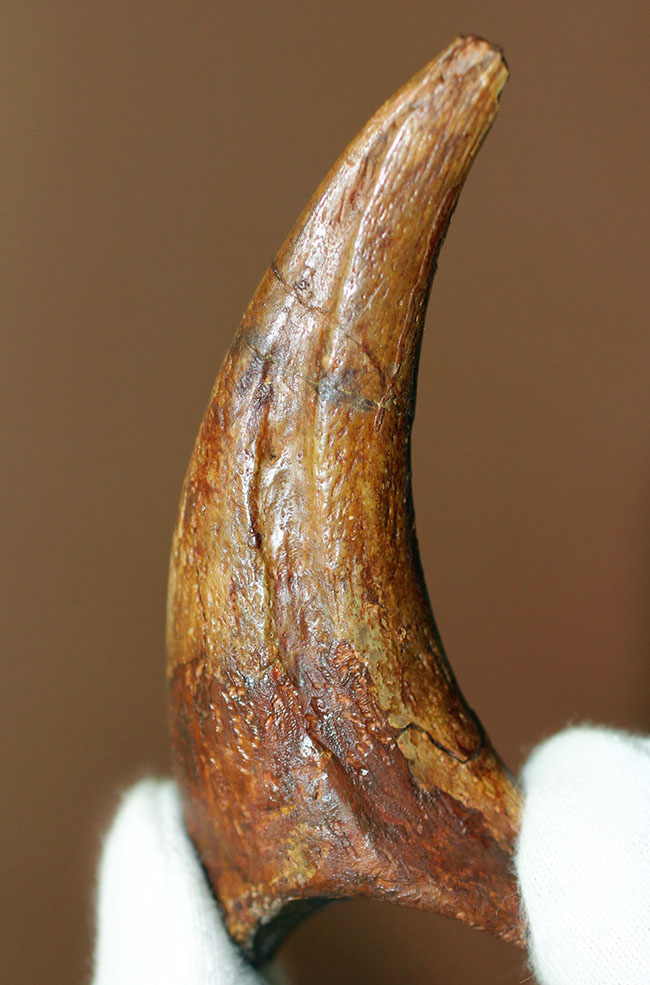 貴重 ラプトル 恐竜化石 爪 ハンドクロー - インテリア小物