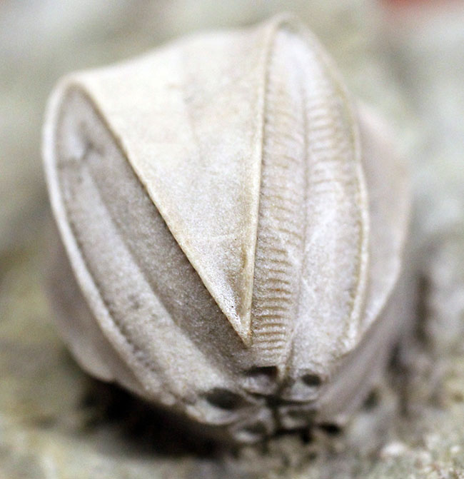 化石標本 ウミツボミ ウミユリ ペントレミテス-