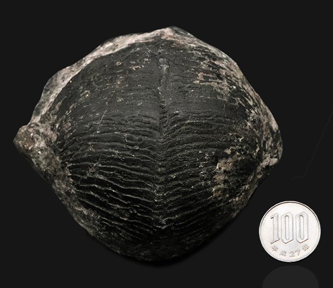 日本の化石　ベレロフォン　9806UDY１