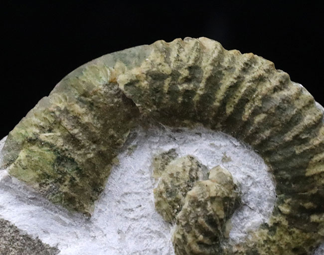 レア！中心に巻き貝のような”渦巻き”を有する、スペイン産の異常巻きアンモナイト、ヘテロセラス・デマンドルセンス（Heteroceras demandolxense）の化石（その3）