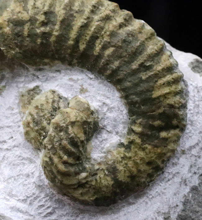 レア！中心に巻き貝のような”渦巻き”を有する、スペイン産の異常巻きアンモナイト、ヘテロセラス・デマンドルセンス（Heteroceras demandolxense）の化石（その4）