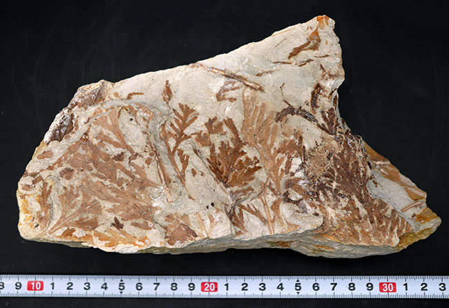 化石 (ヒノキバヤドリギ １個) - その他