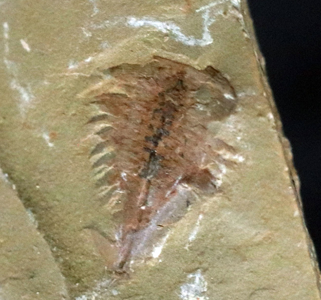 カンブリア爆発！高等生物の始祖の一つ、チェンジャン動物群、ナラオイア（Naraoia spinosa）の化石