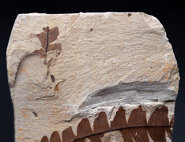 マニアックシリーズ！能登化石、石川県珠洲市産の葉化石、ナウマンヤマモモ（Comptonia japonica）