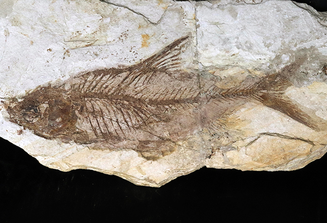 化石 古代魚 コレクション 年代不明 アメリカで購入しました 歴史 古代史 約610グラム