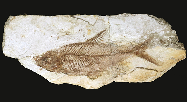 2億年前 魚の先祖化石 厳山出土品 オブジェ コレクション 経年保管品　化石　魚　全長15.5㎝ コレクター放出品