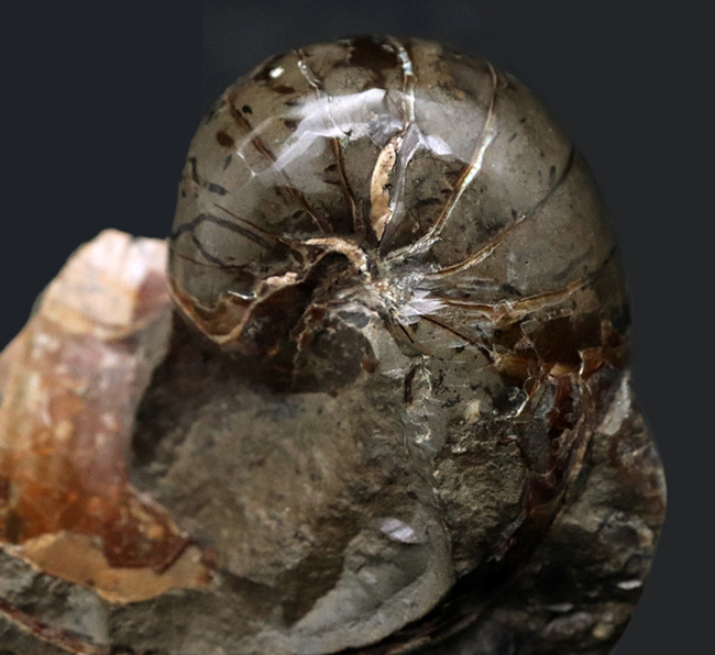 サービスプライス！母岩一体型のオウムガイ（Nautilus）の化石（その1）