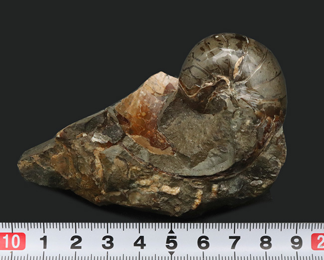 サービスプライス！母岩一体型のオウムガイ（Nautilus）の化石（その6）