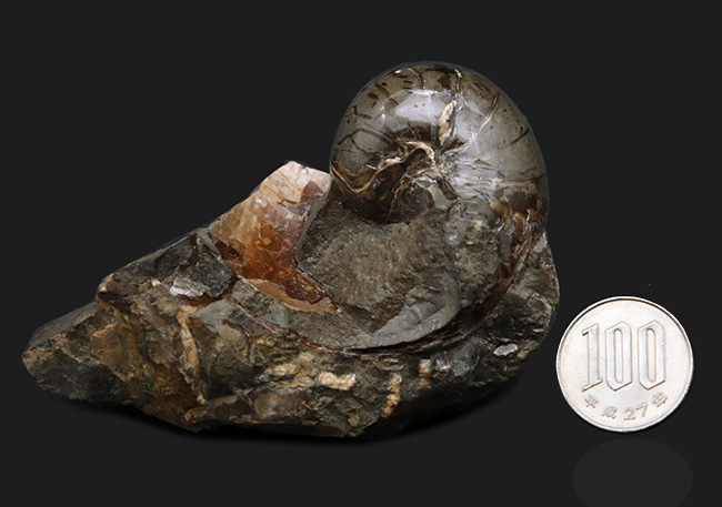 サービスプライス！母岩一体型のオウムガイ（Nautilus）の化石（その7）