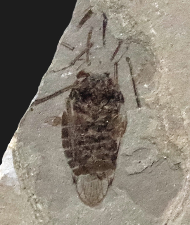 本体8ミリ級！中国遼寧省熱河層群から発見されたジュラ紀後期の昆虫の化石（Insect fossil）（その1）