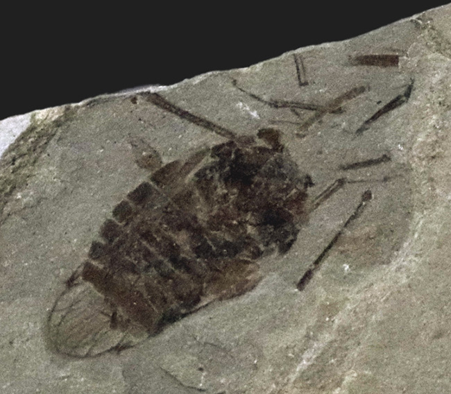 本体8ミリ級！中国遼寧省熱河層群から発見されたジュラ紀後期の昆虫の化石（Insect fossil）（その3）