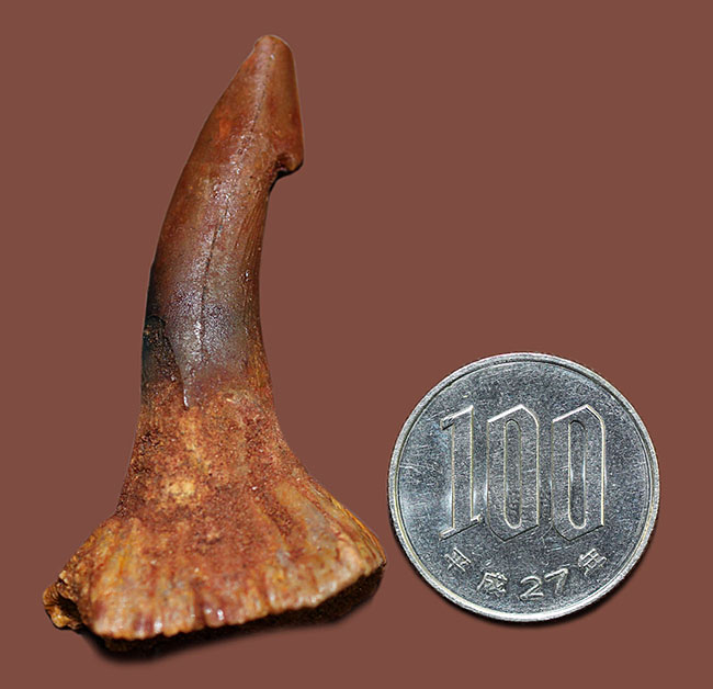 生きた化石、モロッコ産ノコギリエイ（Onchopristis）の７千万年前の歯化石
