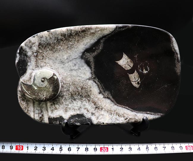 化石 オルソセラス ゴニアタイト プレート 古生代 オルドビス紀 ...