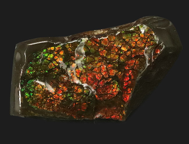 カナダ・アルバータ州が産んだ宝石、レッド、オレンジ、グリーンを呈する美しいアンモ「ラ」イト（Ammolite）のピース（その1）