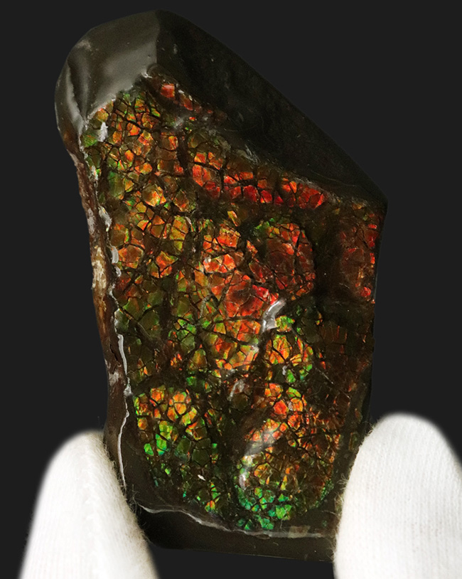 カナダ・アルバータ州が産んだ宝石、レッド、オレンジ、グリーンを呈する美しいアンモ「ラ」イト（Ammolite）のピース（その2）