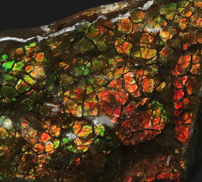 カナダ・アルバータ州が産んだ宝石、レッド、オレンジ、グリーンを呈する美しいアンモ「ラ」イト（Ammolite）のピース アンモライト 販売