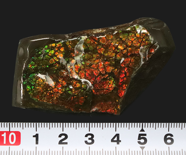 カナダ・アルバータ州が産んだ宝石、レッド、オレンジ、グリーンを呈する美しいアンモ「ラ」イト（Ammolite）のピース（その8）