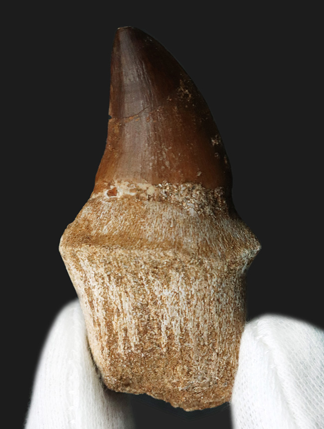珍しい歯根付き！白亜紀後期の海の王者、モササウルス（Mosasaurus）の