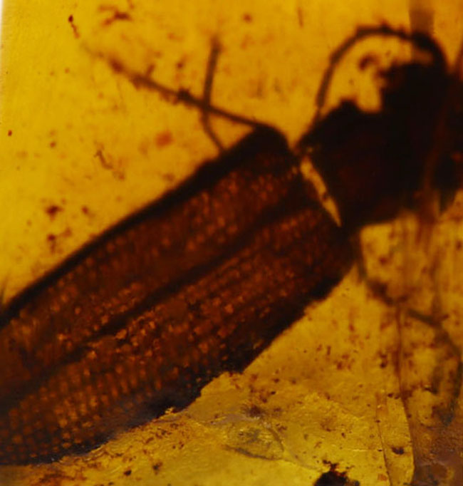 希少なバーマイト！恐竜時代の甲虫が内包された貴重なビルマ琥珀