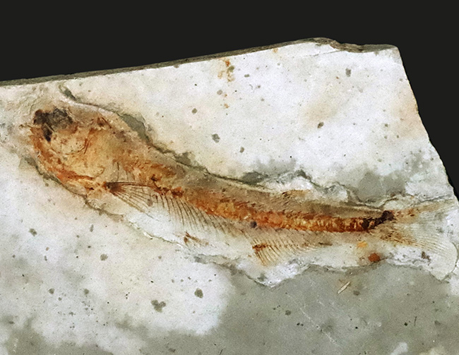 白亜紀前期の地層から発見された恐竜時代の淡水魚、リコプテラ（Lycoptera）の全身化石（その7）