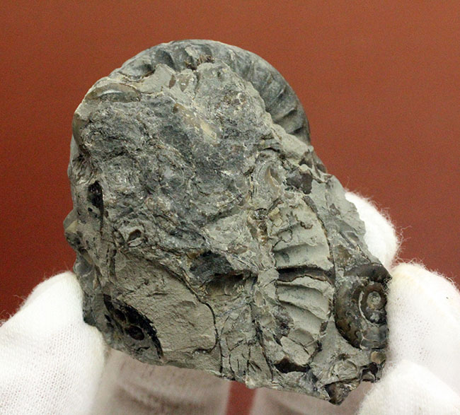 ジュラ紀前期の示準化石、イングランド産アンモナイト、アルニオセラス（Arnioceras semicostatum）