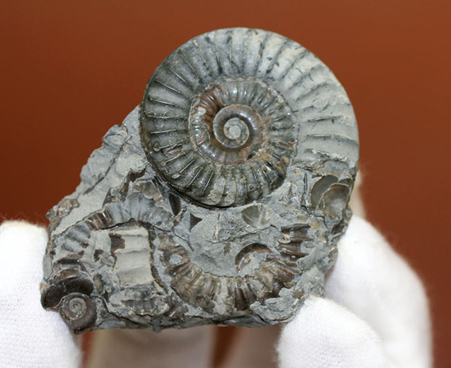 アンモナイトの化石 アルニオセラスその他