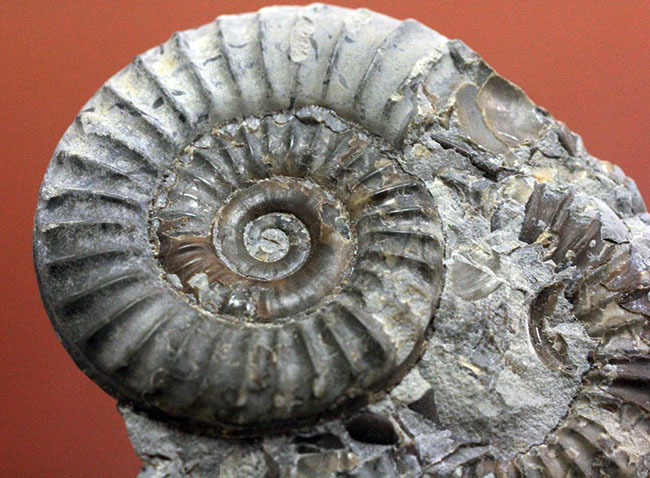 アンモナイトの化石 アルニオセラス - その他