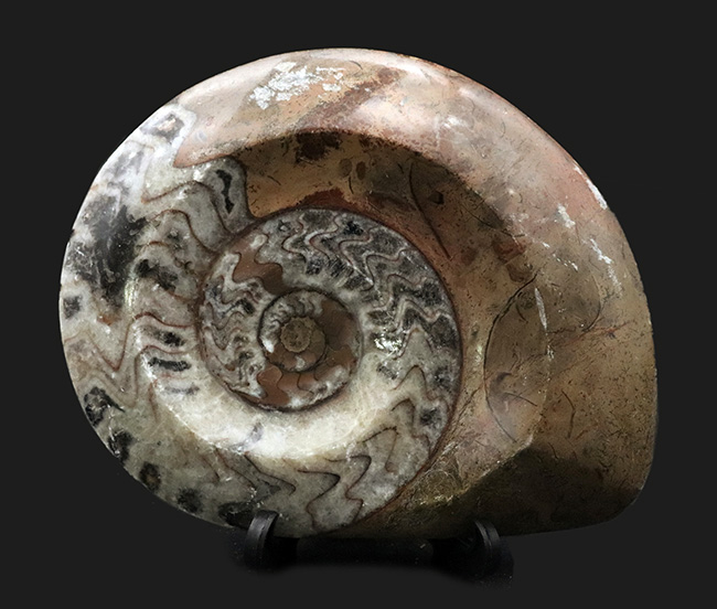 直径最大部１３センチに達する大判標本！アンモナイトの祖先として知られるゴニアタイト（Goniatite）の化石