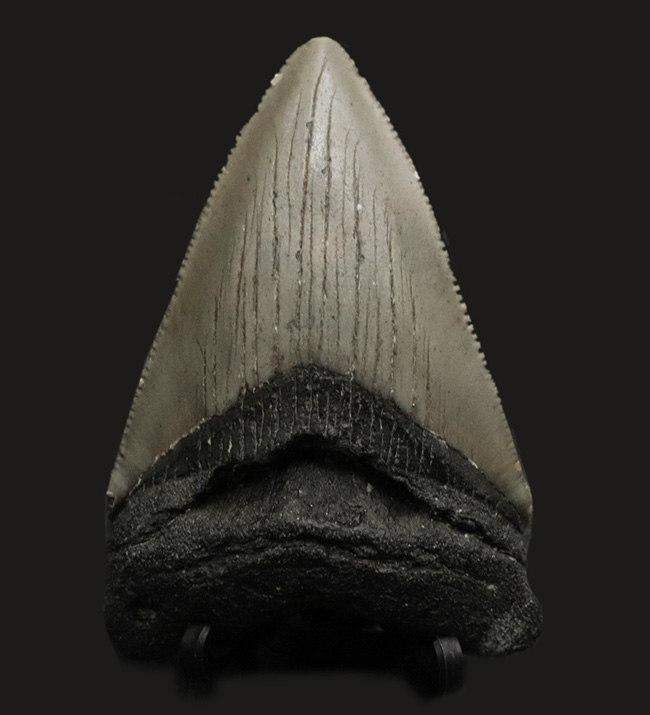 ノーリストア！オールナチュラル！古代の巨大絶滅ザメ、メガロドン（Carcharocles megalodon）の歯化石（その1）