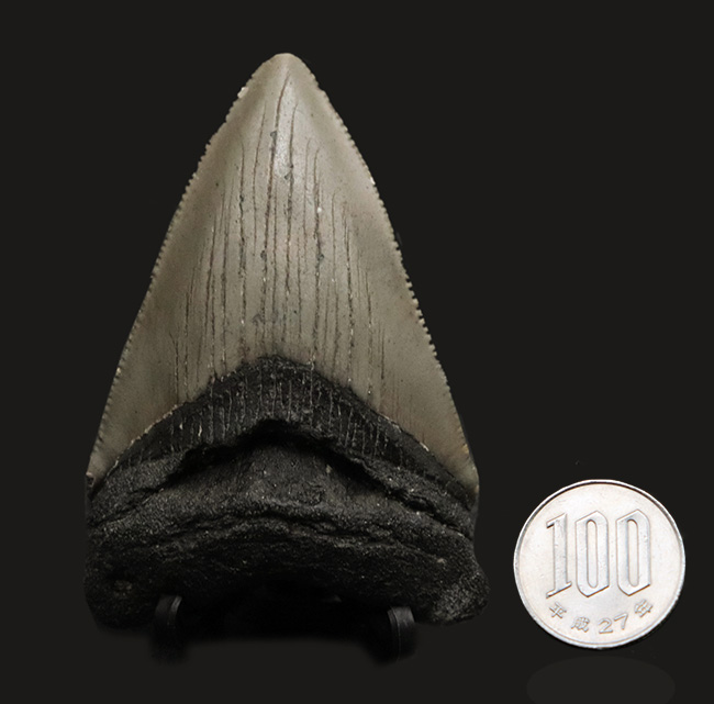 ノーリストア！オールナチュラル！古代の巨大絶滅ザメ、メガロドン（Carcharocles megalodon）の歯化石（その10）