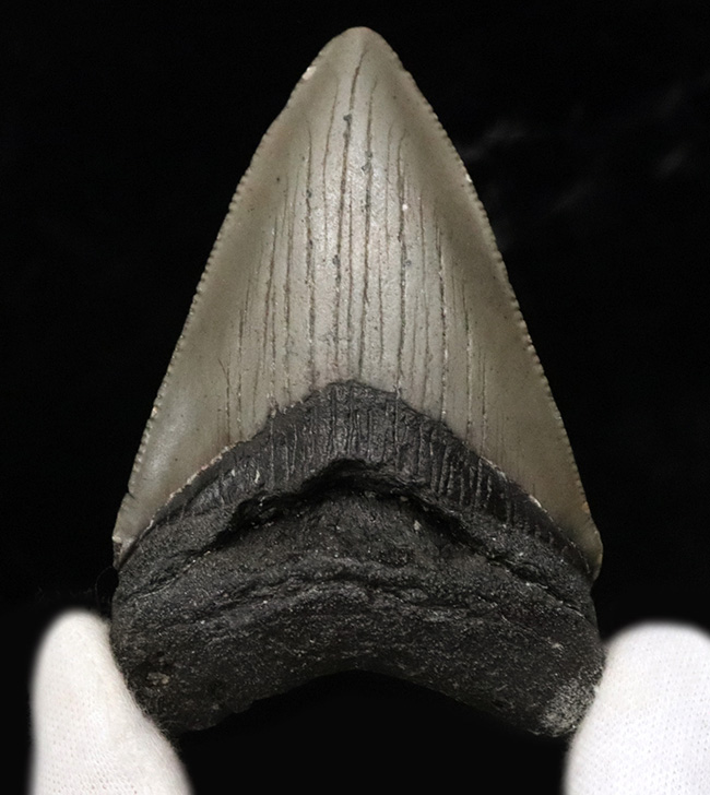 ノーリストア！オールナチュラル！古代の巨大絶滅ザメ、メガロドン（Carcharocles megalodon）の歯化石（その2）