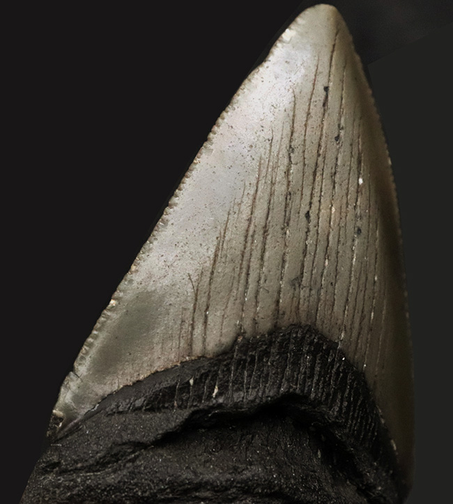 ノーリストア！オールナチュラル！古代の巨大絶滅ザメ、メガロドン（Carcharocles megalodon）の歯化石（その7）