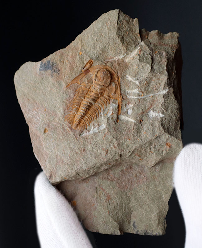 一重ヶ根のエンクリヌルス 尾板 Encrinurus 三葉虫 化石 特注食品