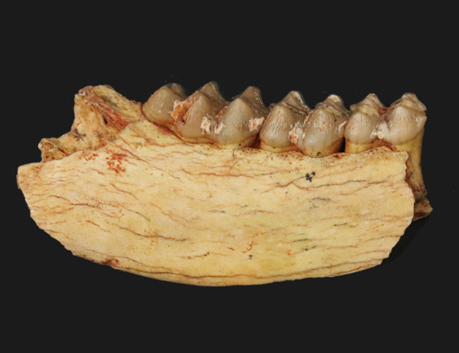 中新世の草原を素早く走ったであろう 有蹄類 プロテロテリウム Proterotherium の顎の化石 化石 販売