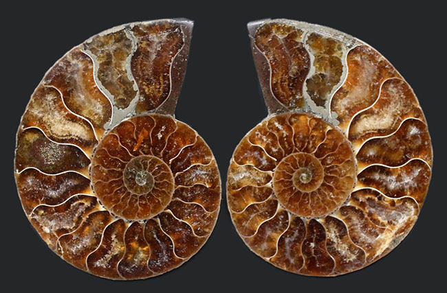 【アンモライト 輪切り 化石(B)】検：クレオニセラス断面海洋自然科学標本インテリアオブジェ古生代白亜紀