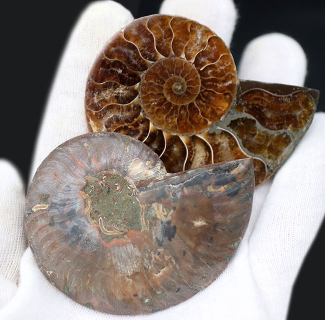 【アンモライト 輪切り 化石(A)】検：クレオニセラス断面海洋自然科学標本インテリアオブジェ古生代白亜紀